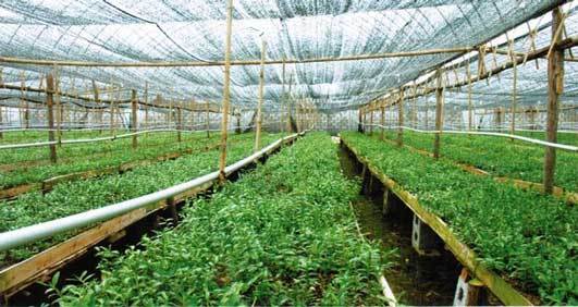 铁皮石斛种植后第三年可以剪苗卖,一般剪四次后重新跟换种苗,如果种植